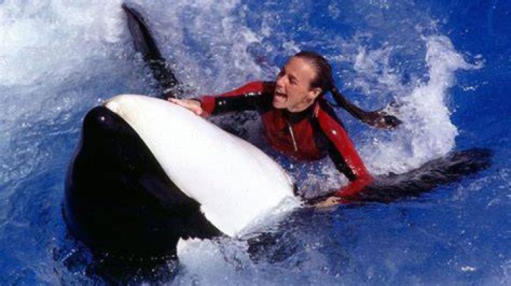 Dawn Brancheau Autopsy Report: SeaWorld Trainer Died From Drowning
