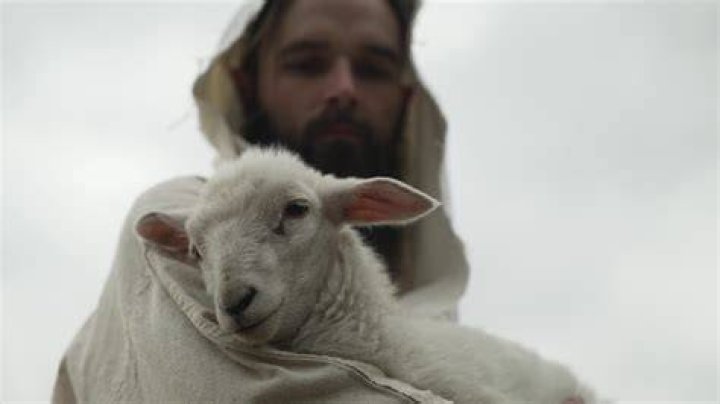 Shepherd is the lamb lyrics