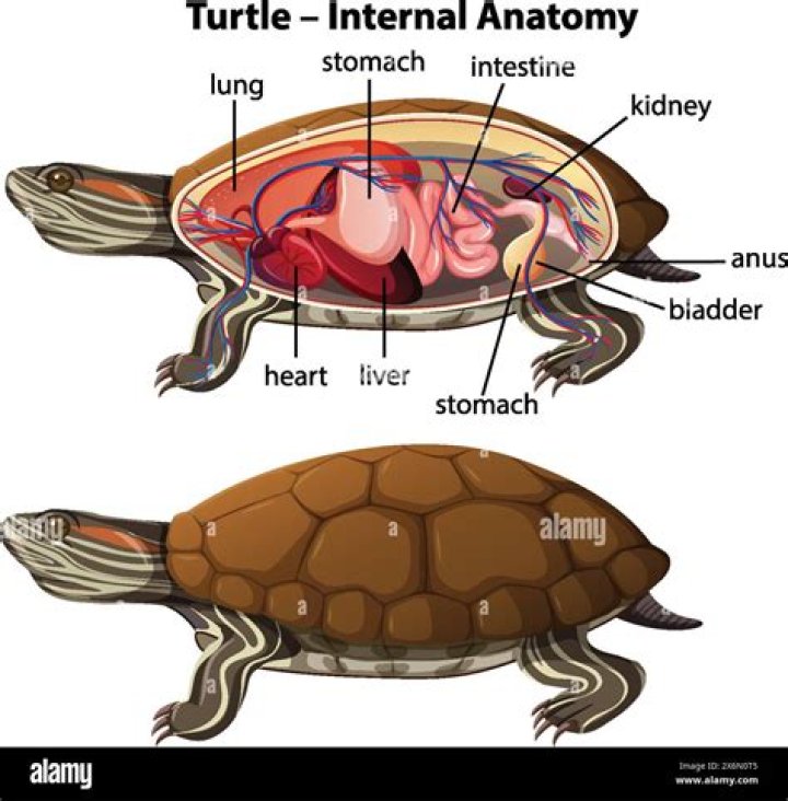 Turtle Shell